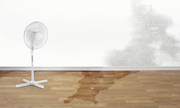 Best Water damage restoration mold remediation  in Pearl River, LA